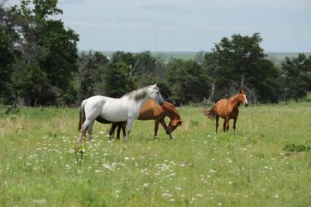 Wild Horses in the Spotlight Image